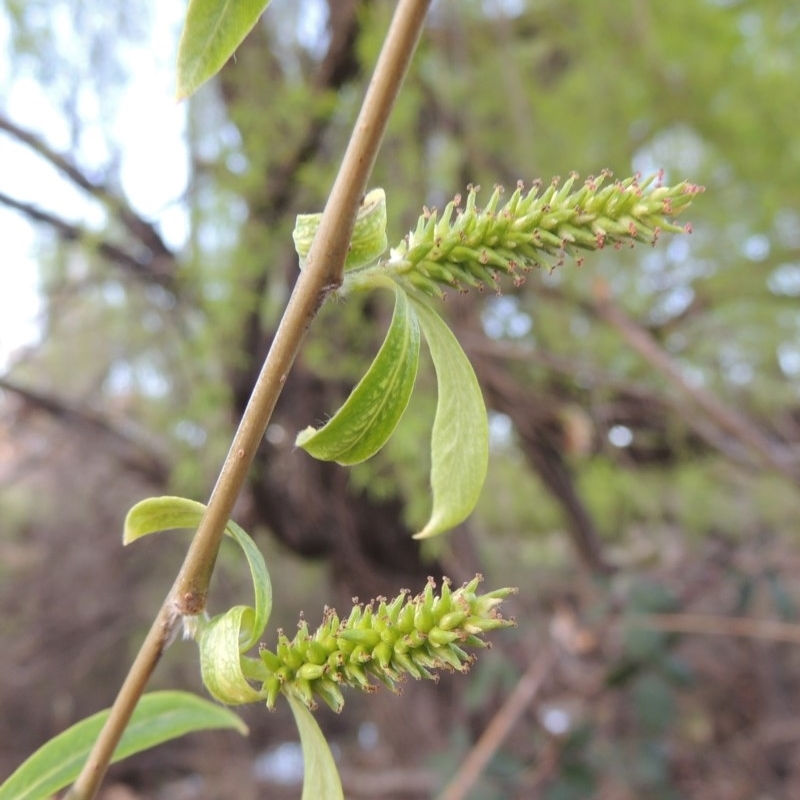 Salix babylonica