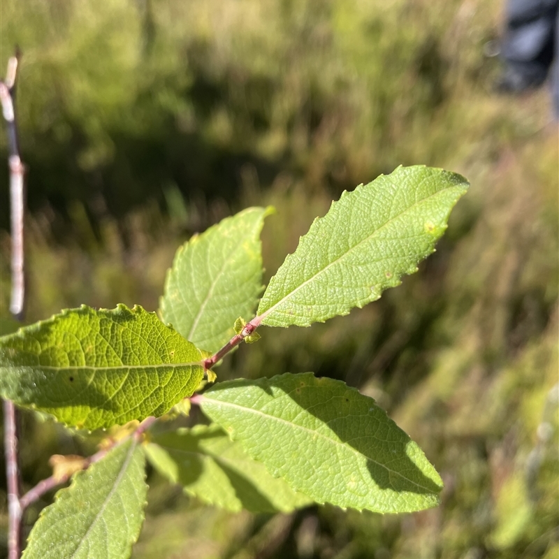 Salix cinerea