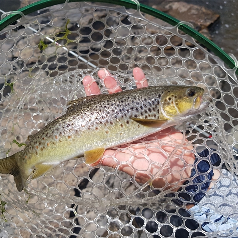 Salmo trutta