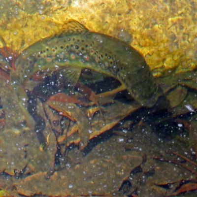 Salmo trutta