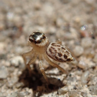 Salticidae (family)