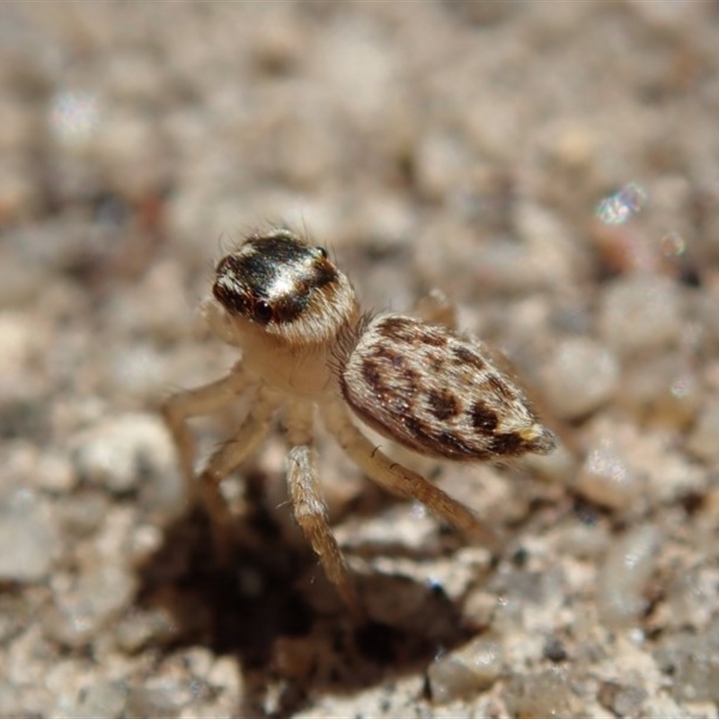 Salticidae (family)