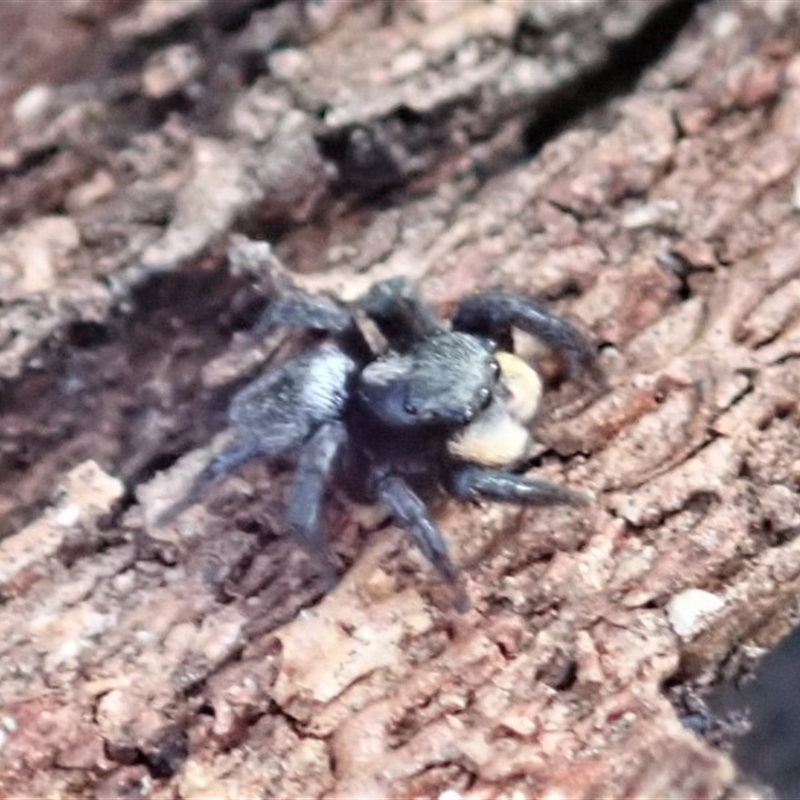 Salticidae sp. 'Golden palps'