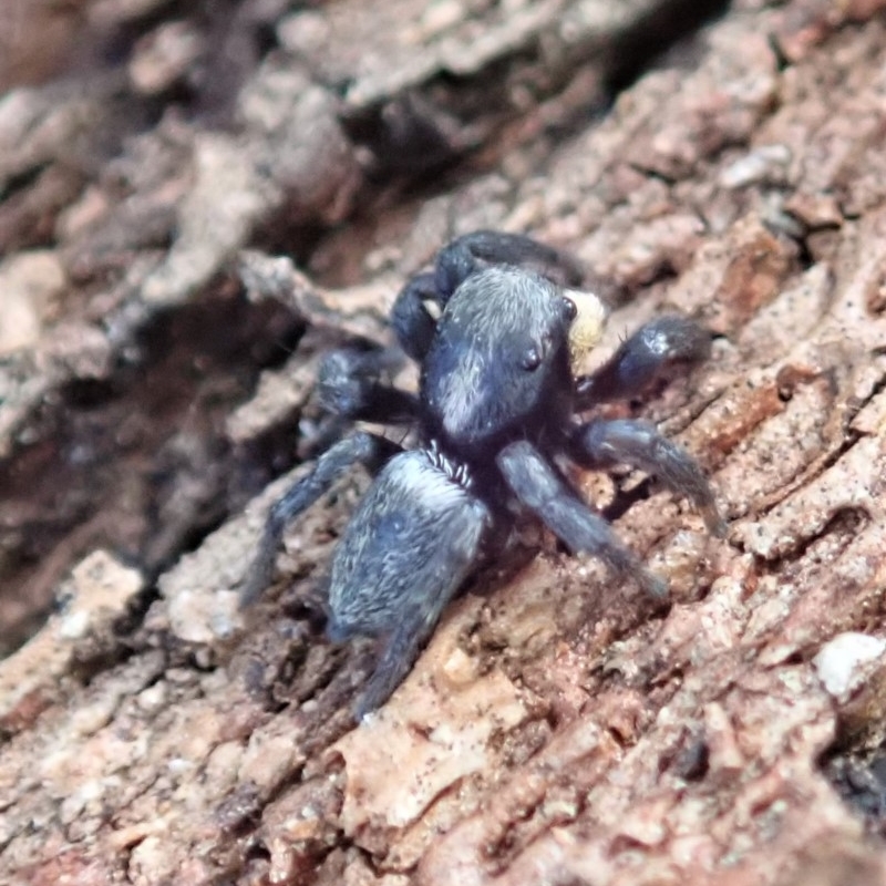 Salticidae sp. 'Golden palps'