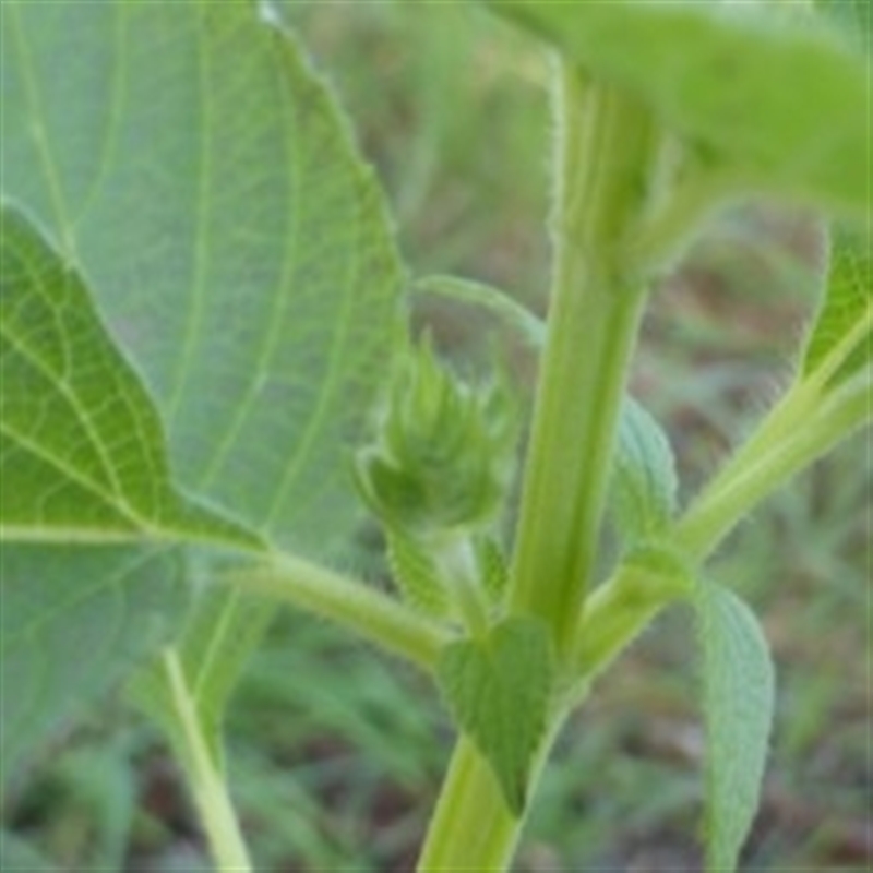 Salvia hispanica