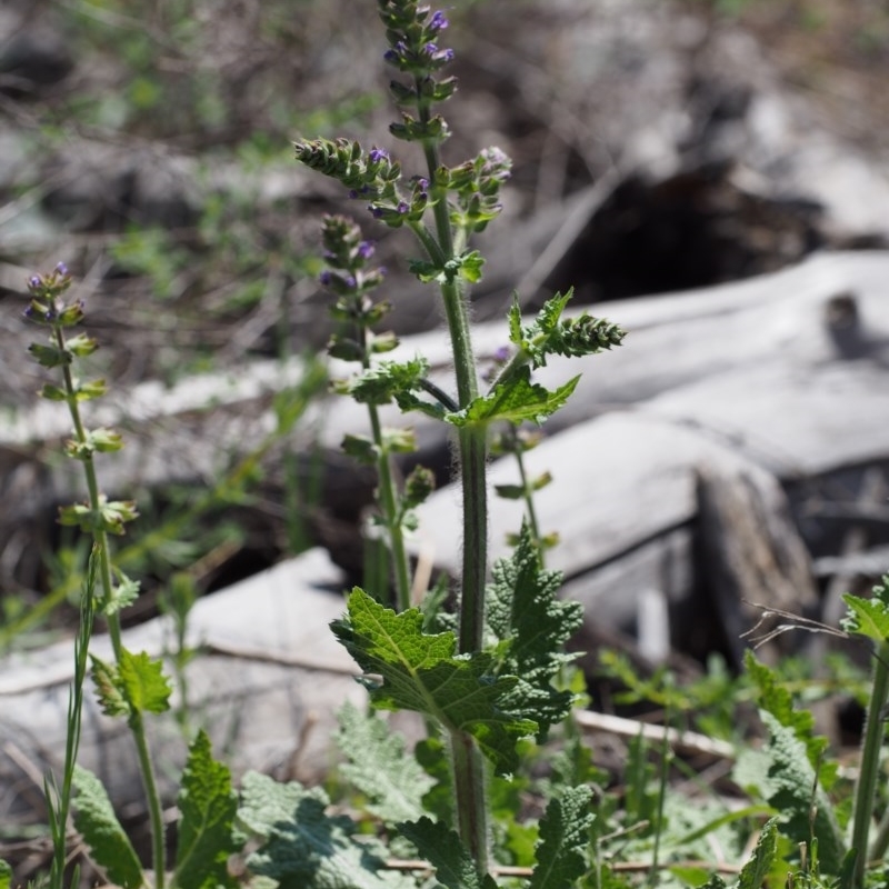 Salvia verbenaca var. verbenaca