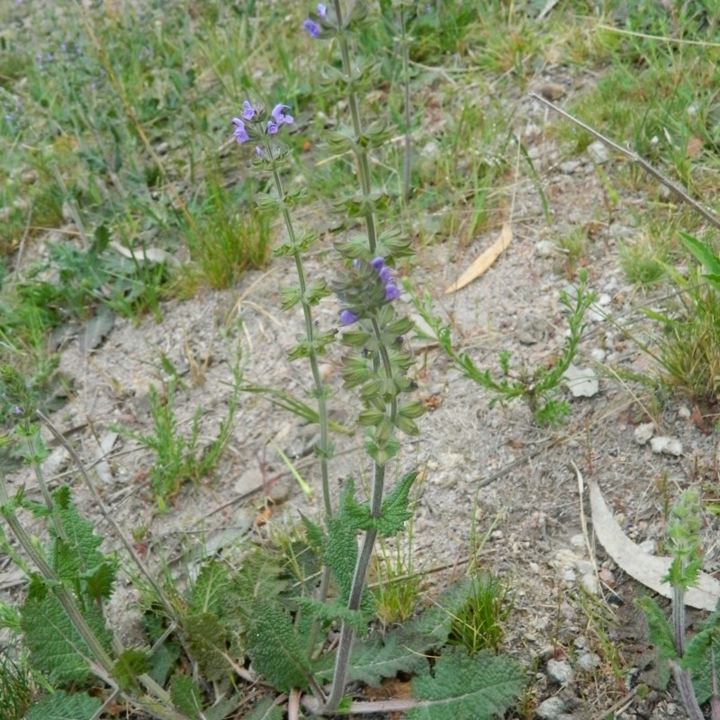 Salvia verbenaca var. verbenaca