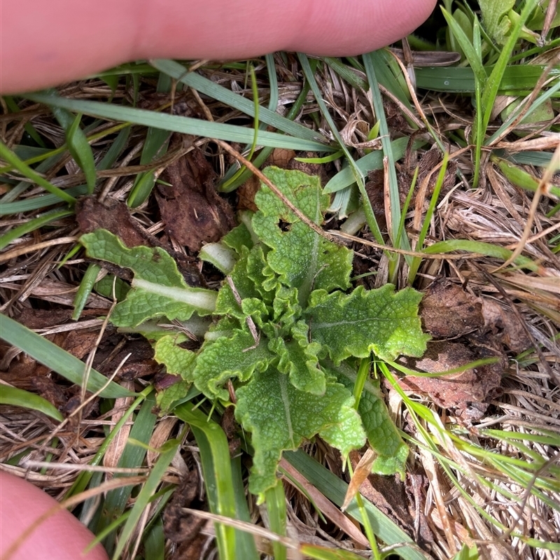 Salvia verbenaca var. verbenaca