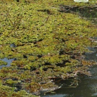 Salvinia molesta