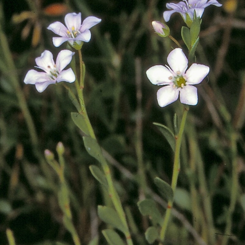 Samolus repens