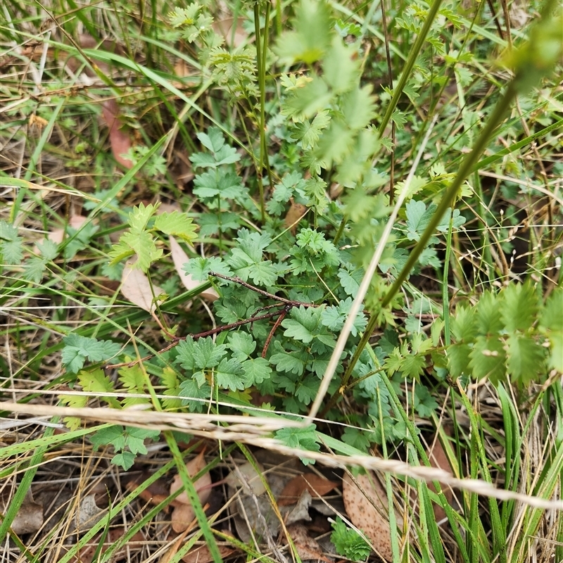 Sanguisorba minor