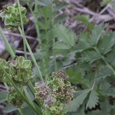 Sanguisorba minor subsp. muricata