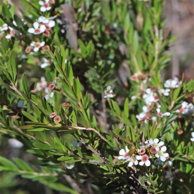 Sannantha pluriflora