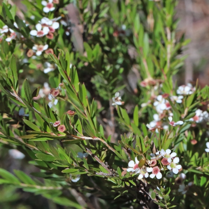 Sannantha pluriflora