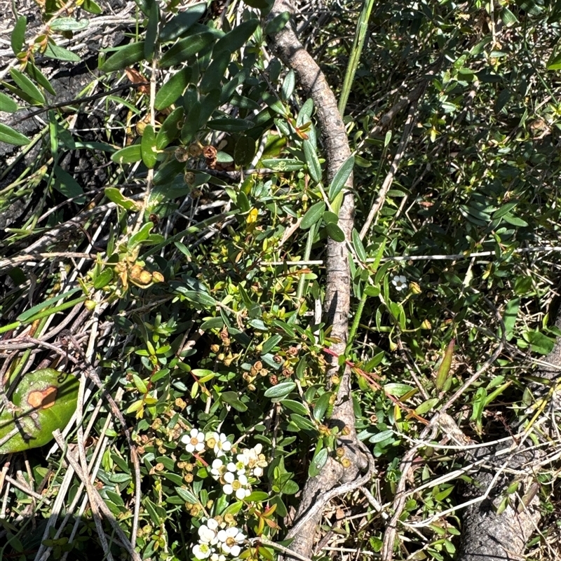 Sannantha pluriflora