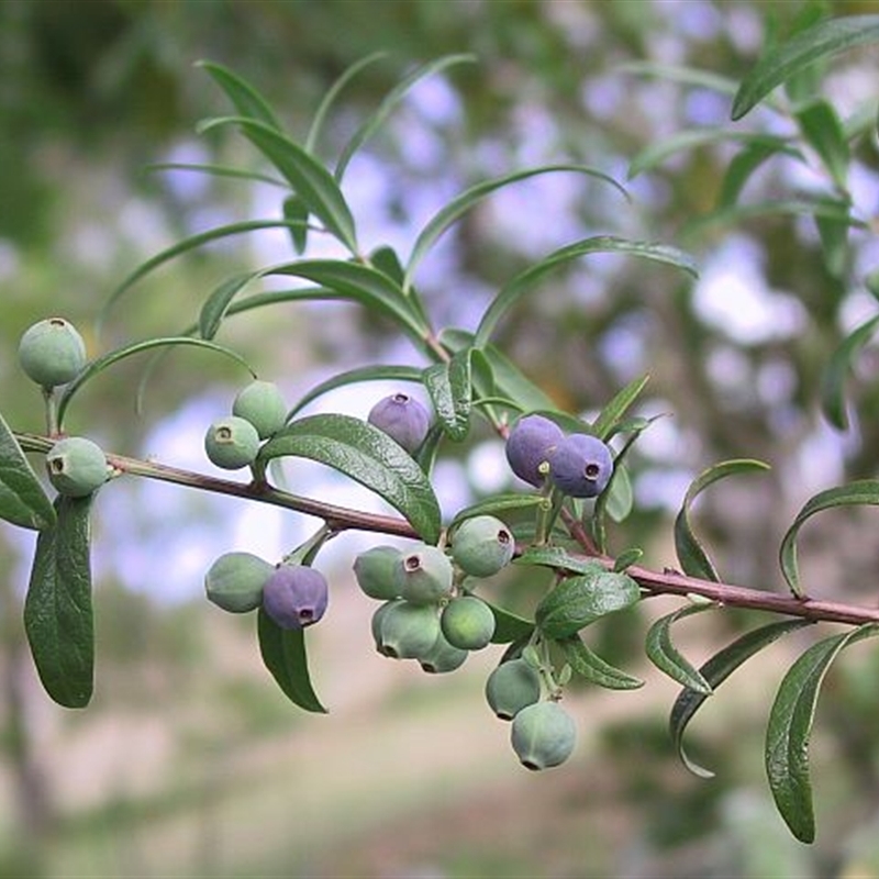 Santalum obtusifolium