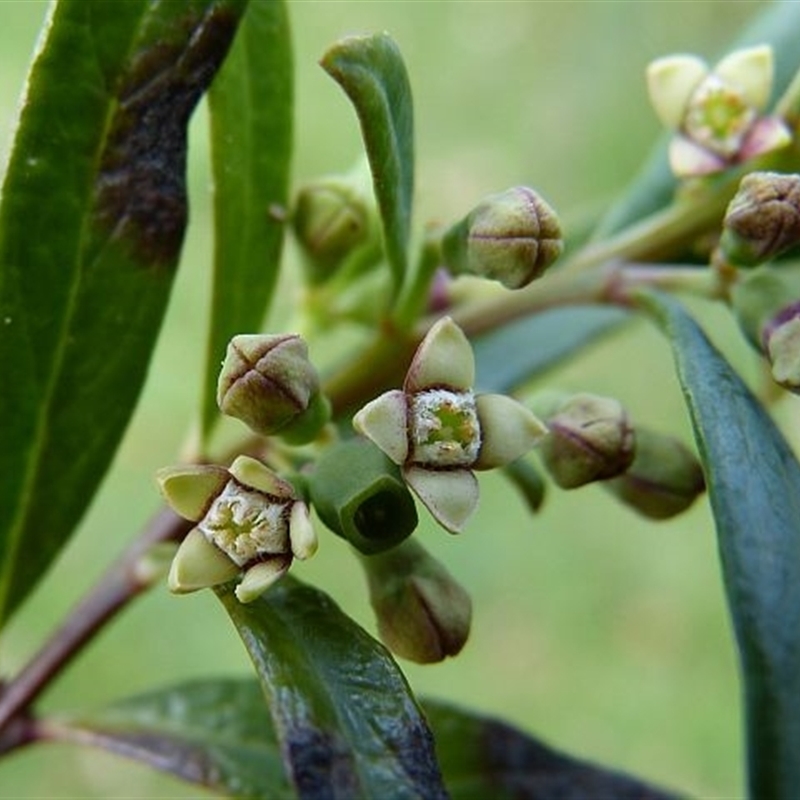 Santalum obtusifolium