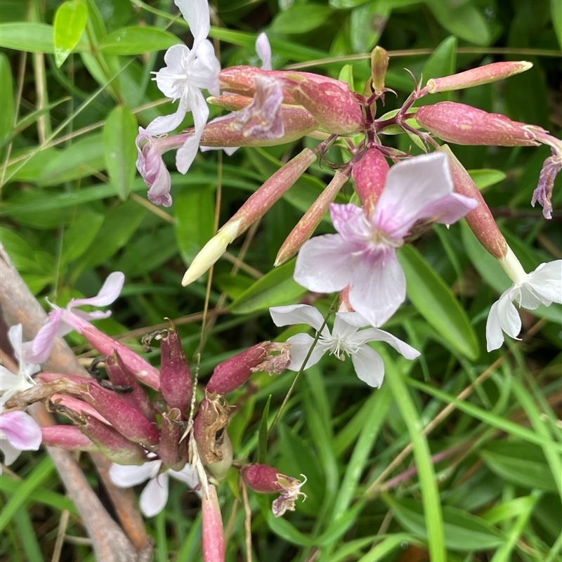 Saponaria officinalis