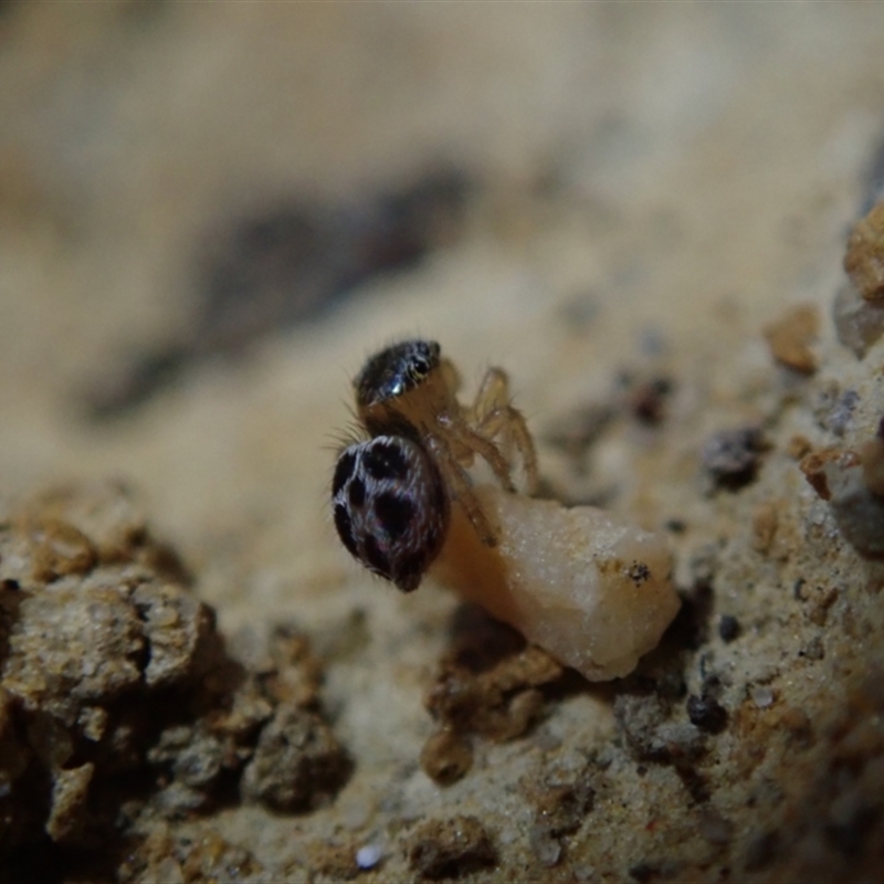 Maratus hesperus