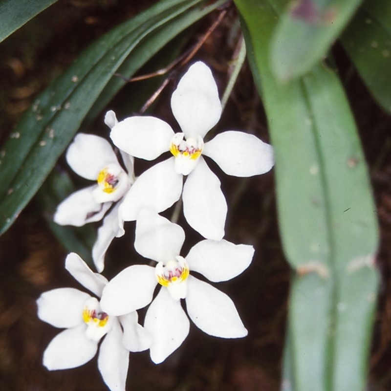 Sarcochilus falcatus