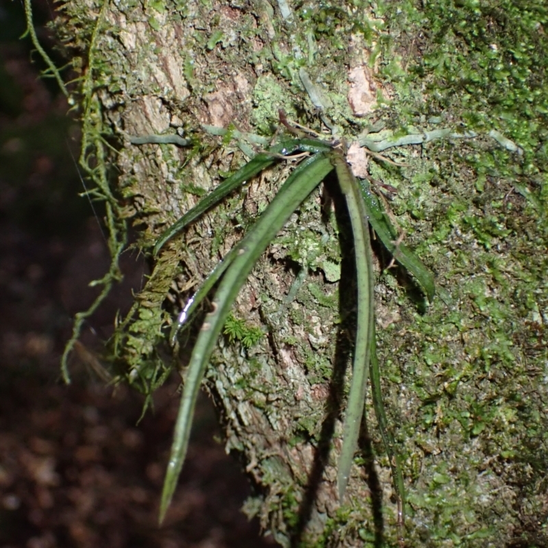 Sarcochilus hillii