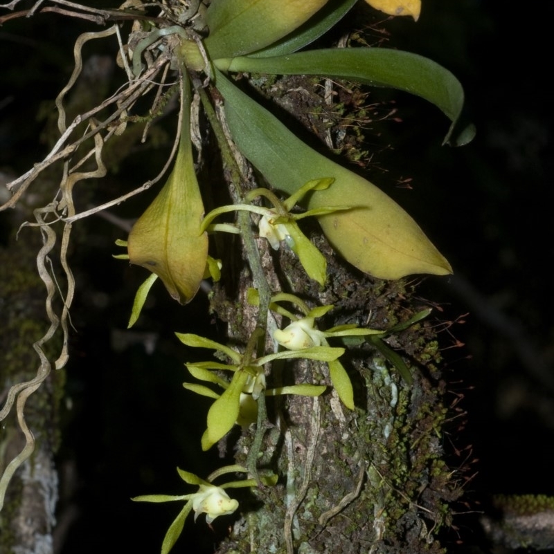 Sarcochilus parviflorus