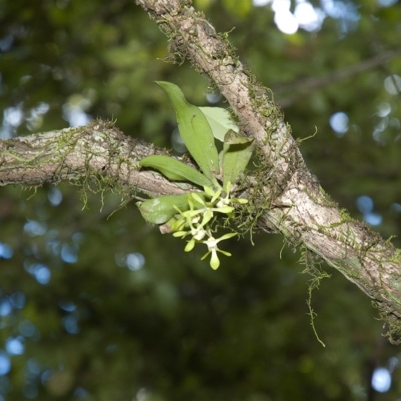 Sarcochilus parviflorus