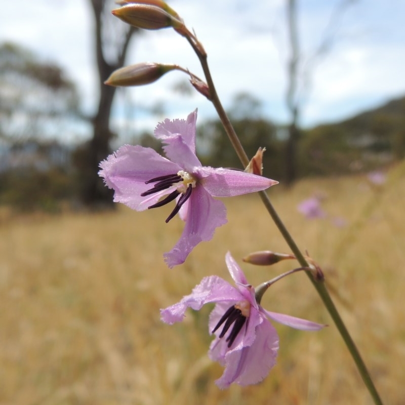 Arthropodium fimbriatum