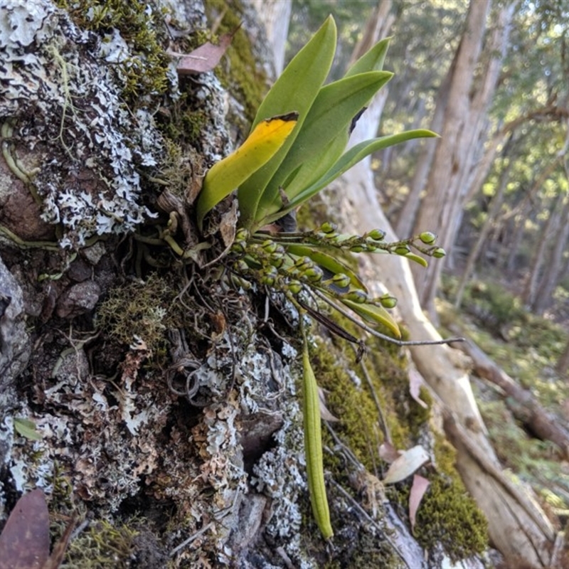 Sarcochilus sp.