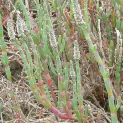 Sarcocornia quinqueflora subsp. quinqueflora