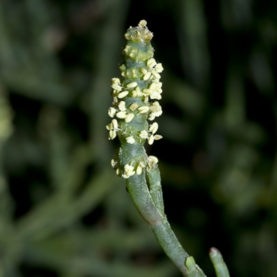 Sarcocornia quinqueflora subsp. quinqueflora