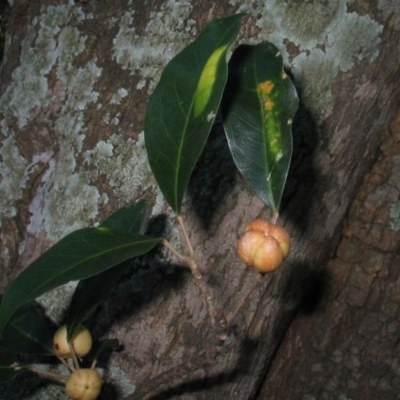 Sarcomelicope simplicifolia subsp. simplicifolia