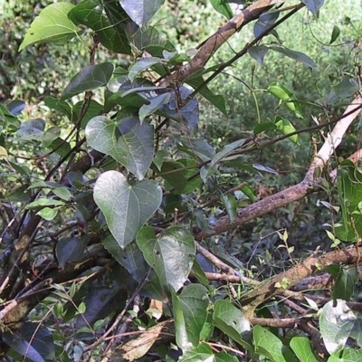 Sarcopetalum harveyanum