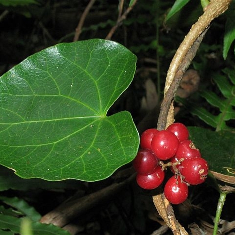 Sarcopetalum harveyanum