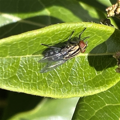 SARCOPHAGIDAE (family)