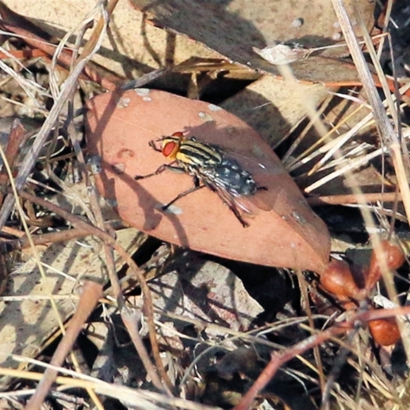 Sarcophagidae sp. (family)