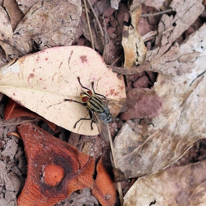 Sarcophagidae (family)