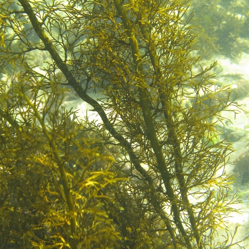 Sargassum sp. (genus)