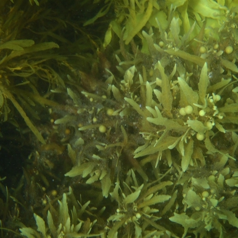 Sargassum sp. (genus)