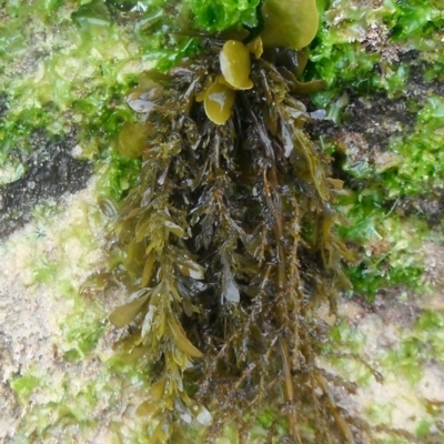 Sargassum verruculosum