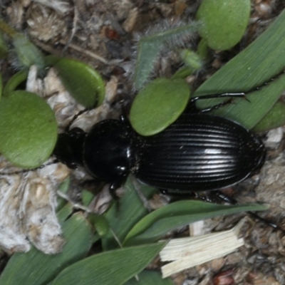 Sarticus sp. (genus)