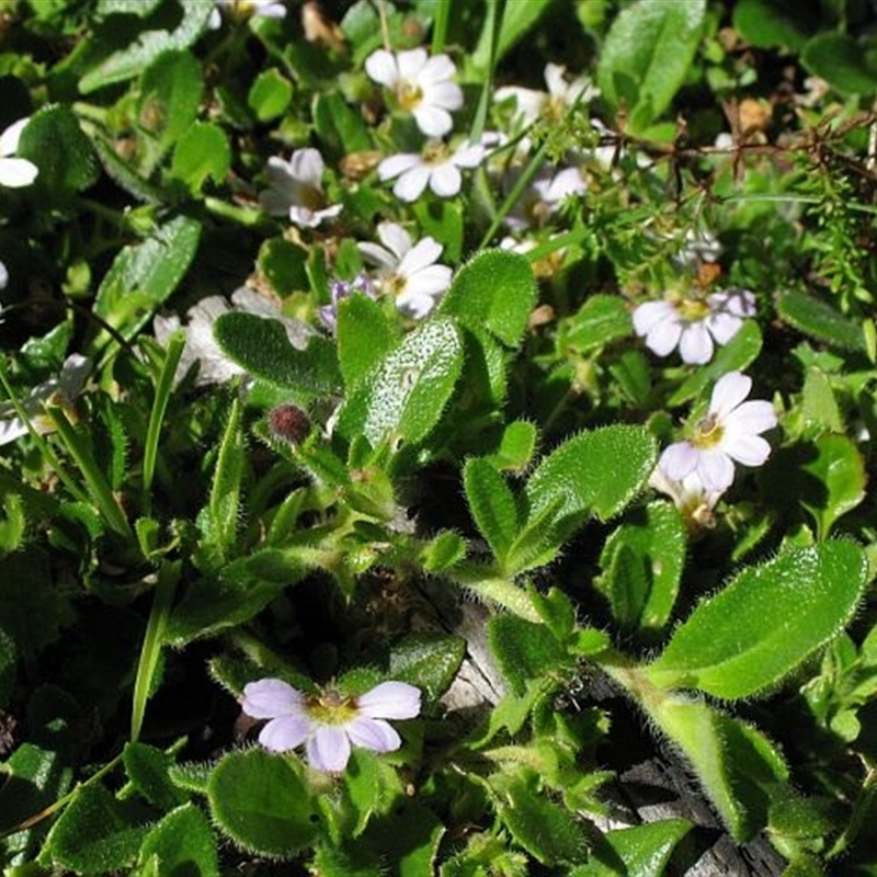 Scaevola albida