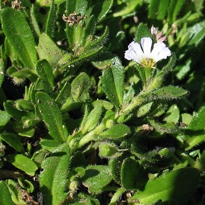 Scaevola albida