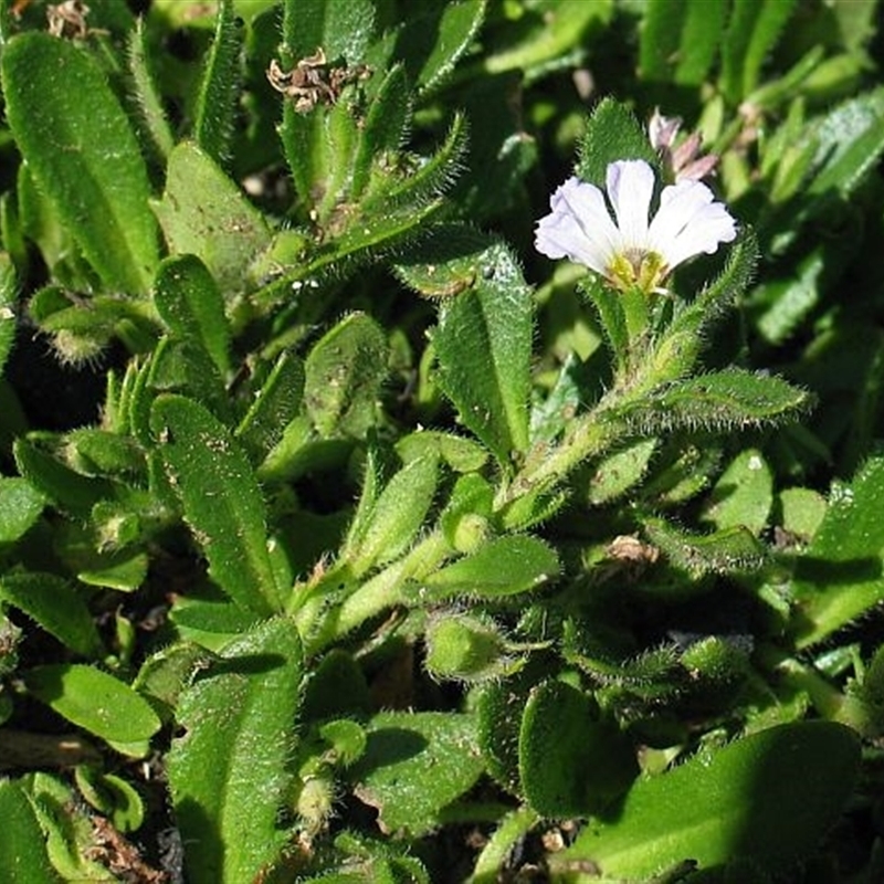 Scaevola albida