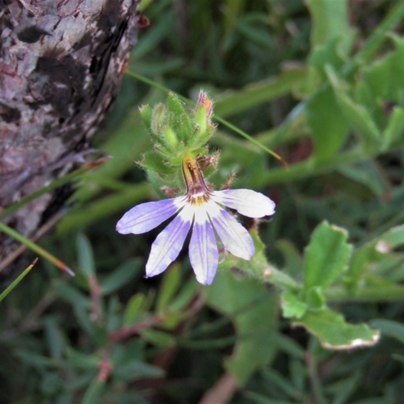 Scaevola albida