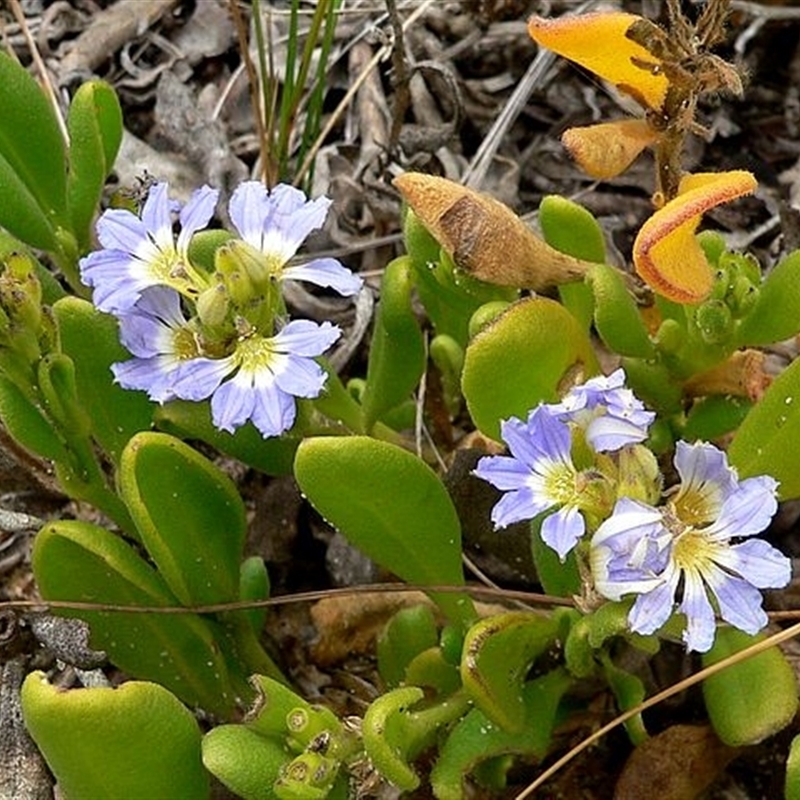 Scaevola calendulacea