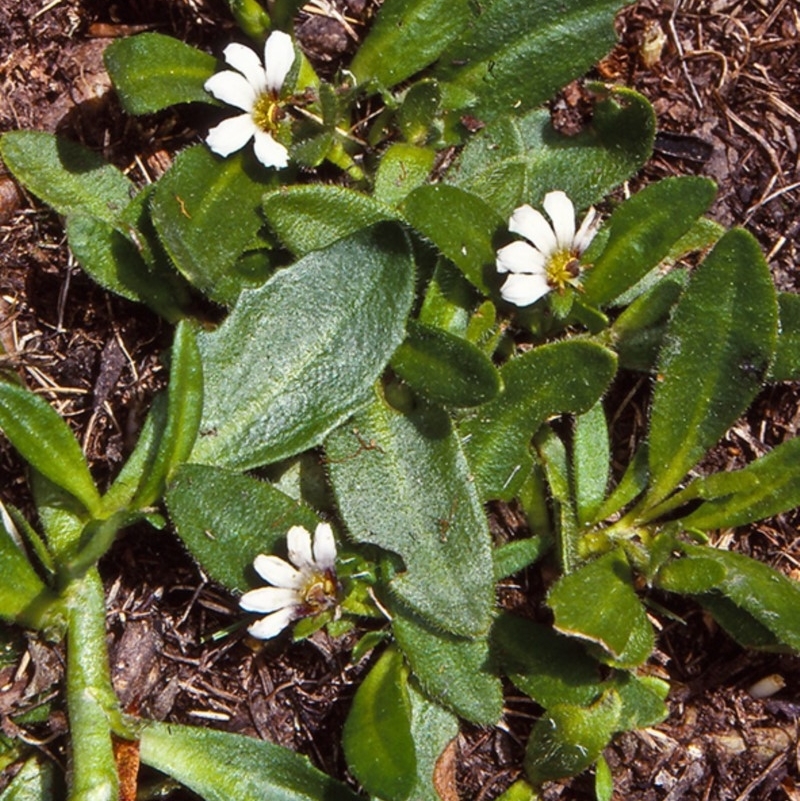 Scaevola hookeri