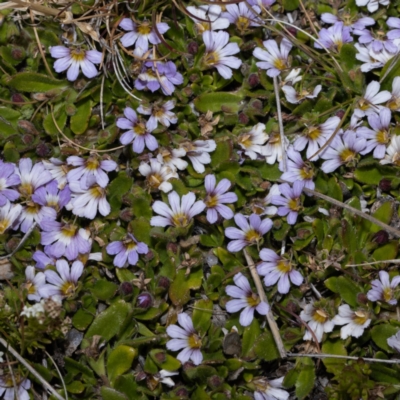 Scaevola hookeri