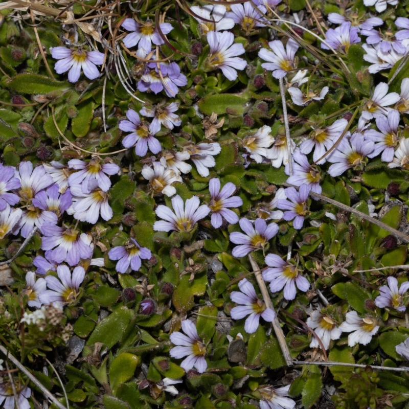 Scaevola hookeri