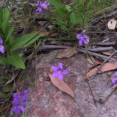 Scaevola ramosissima